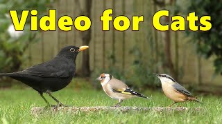 Birds for Cats to Watch Videos  Birds On The Ground  Cat TV Video by Paul Dinning ⭐ 8 HOURS ⭐ [upl. by Hinze]