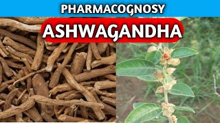 Ashwagandha Pharmacognosy  Miscellaneous Crude Drug  Pharmacognosy Crude Drug [upl. by Radmilla]