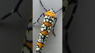 I Spotted Those Cool Ailanthus Webworm m🤯 buglovers bug bugslife insectsrule lovebug [upl. by Santa]