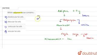 White adipose tissue contains [upl. by Biron]