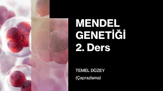 Mendel Genetiği  2 Ders TEMEL DÜZEY [upl. by Estes647]