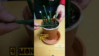 Sansevieria Fernwood Propagation [upl. by Rowena458]