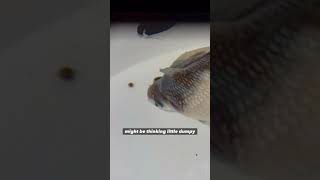 What kind of fish is Lil Dumpy [upl. by Orland]