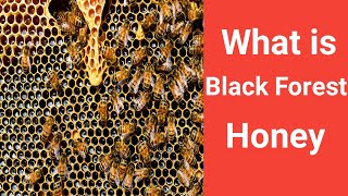 What is black forest Honey and how it is made  Honeydew honey  Langnese honey  Al Shifa [upl. by Nylloc785]