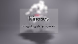 Cell signalling kinases amp phosphorylation [upl. by Oikim620]