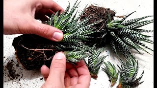 How to grow Baby Haworthia Zebra Plant from cutting very easy [upl. by Arianne659]