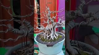 Wiring Bonsai Beringin sSorts bonsaigembong [upl. by Potter935]