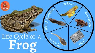 🐸 Life Cycle of a 🐸Frog Explained in English🌿 kidslearning kidseducation frog [upl. by Tinya]