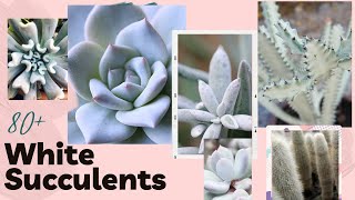 White Succulents with NAMES and Pronunciation with MOODY BLOOMS [upl. by Yeslrahc]