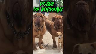 DOGUE DE BORDEAUX [upl. by Ynnelg]