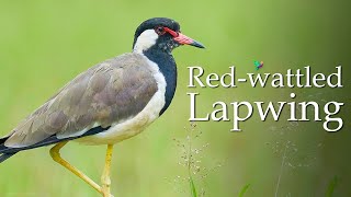 Red Wattled Lapwing Sound Vanellus indicus Nature Sounds [upl. by Satsok364]