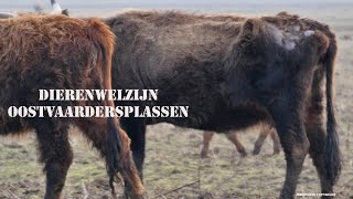 WILDLIFE HOLLAND 4 WIT WATER fragment Dierenwelzijn Oostvaardersplassen Jeroworld 2020 [upl. by Nytsyrk]