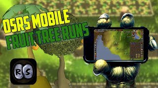 OSRS Mobile  TESTING Fruit Tree Runs [upl. by Maurreen605]