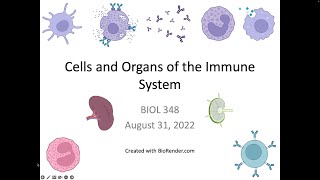 Immunology Fall 2022 Lecture 2 Cells and Organs of the Immune System [upl. by Tertius389]