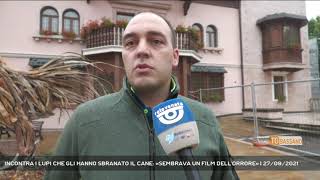 INCONTRA I LUPI CHE GLI HANNO SBRANATO IL CANE «SEMBRAVA UN FILM DELLORRORE»  27092021 [upl. by Schumer]