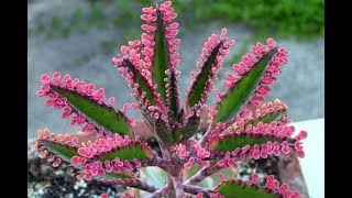 40 ESPÉCIES DE KALANCHOE PARA IDENTIFICAÇÃO [upl. by Naor674]