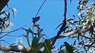 The Crimson Rosella  Pretty Wild Bird [upl. by Ytak300]