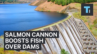 Salmon Cannon gives fish a boost over dams [upl. by Maltzman]