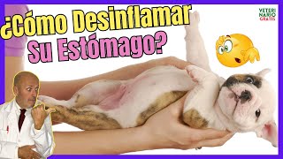 🔴¡DEBES SABER ESTO🔴¿COMO DESINFLAMAR y LIMPIAR EL ESTOMAGO DE UN PERRO [upl. by Daberath]