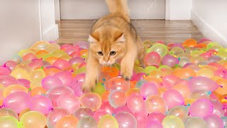 Cats vs Water Balloon Floor Compilation [upl. by Myrtia]