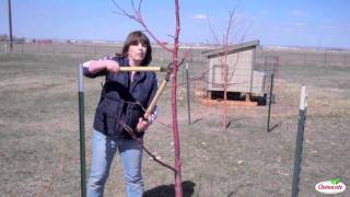 Garden Tutorial Pruning Fruit Trees [upl. by Basilio137]