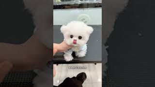 Have you seen the little Bichon Frize that looks like a doll Come on Aite your bestlooking best [upl. by Niledam]