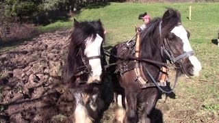 Ploughing Old Grassland With Horses And Planting Potatoes The OldFashioned Way [upl. by Lemaj]