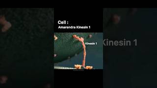 CELL DIVISION AND KINESIN SUPERMACY ft BAHUBALIBIOCHEMISTRY CLASS shortsvideo bahubali biology [upl. by Anowahs]