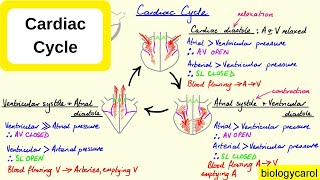 Cardiac Cycle [upl. by Wyly]