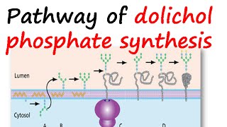 Dolichol phosphate synthesis pathway [upl. by Riggall]