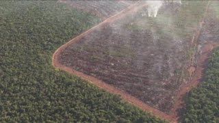 Amazzonia deforestazione senza limite 2000 alberi al minuto [upl. by Sible]