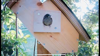 House Wren chicks fledging and leaving the bird nest box on 4th of July  Part 2 [upl. by Tonina]