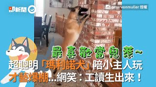 聰明瑪利諾犬陪小主人玩躲貓貓 還會畫畫玩滑板 多才多藝｜寵物｜狗狗 [upl. by Marcelline]