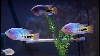 Redhead cichlid Synspilum silver dollars [upl. by Hopkins701]