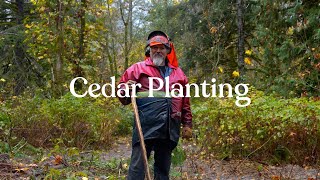 More Than a Tree Cedar Planting [upl. by Ehsom]