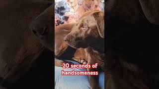 20 seconds of handsomeness likeandsubscribe dogsofyoutube like dog youtubeshorts labrador [upl. by Porcia]