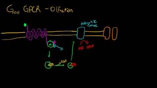 GPCRs in Olfaction Golf [upl. by Euqinemod]