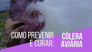 Cólera aviária sintomas prevenção dicas e cuidados  Criatório Neves [upl. by Richer]