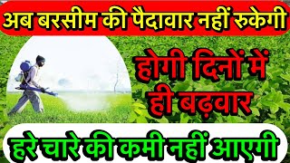 हरे चारे की बढ़वार का फार्मूला  how to grow best quality berseem  बरसीम की खेती [upl. by Nnadroj]