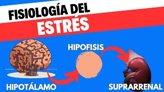 Fisiología del eje HipotálamoHipófisisSuprarrenal [upl. by Neelie]