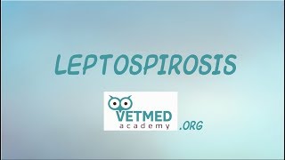 Introduction to Leptospirosis [upl. by Legin933]