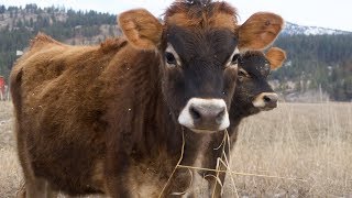 New Zealand Jersey Cows [upl. by Close233]