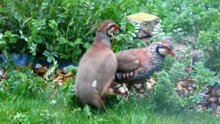 Red Legged Partridge Fight [upl. by Carol-Jean898]