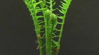 Time Lapse of Fern Sprouting [upl. by Nitsew]