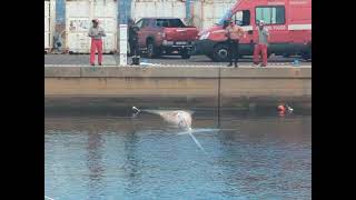 Fin Whale Carcass Recovered After Days Beneath Boats in Italian Harbor [upl. by Gearard]