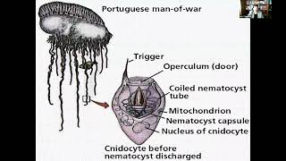 Lecture 11 An Introduction to Animal Diversity Acoelomates and Protostomes Part 2 [upl. by Oihsoy]