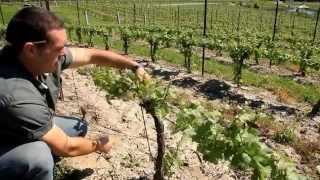 A Year in the Vineyard the Four Seasons HD [upl. by Odrude]