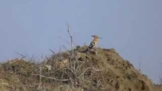 Pupaza cantand Hoopoe singing Upupa epops [upl. by Ydarg]