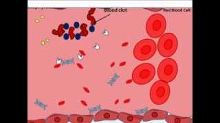 Staphylocccus aureus virulence factors [upl. by Noteek]