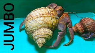 Hermit crabs UNBOXING  Umang kelomang besar raksasa  brevimanus cangkang Turbo cornutus XXL EXO [upl. by Noletta]